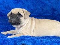 Chomp, a male French Bulldog and Pug for sale in Fennimore, WI – Photo 10 of 10