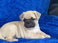 Chomp, a male French Bulldog and Pug for sale in Fennimore, WI – Photo 5 of 10