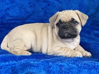 Chomp, a male French Bulldog and Pug for sale in Fennimore, WI – Photo 6 of 10