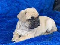 Chomp, a male French Bulldog and Pug for sale in Fennimore, WI – Photo 8 of 10