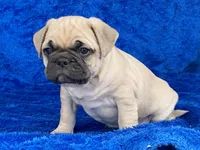 Chomp, a male French Bulldog and Pug for sale in Fennimore, WI – Photo 3 of 10