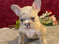 Baxter, a male French Bulldog for sale in Fennimore, WI – 8 of 10