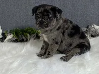 Alexa, a female Pug for sale in Fennimore, WI – 1 of 10