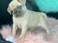 scotchy, a female Pug for sale in Fennimore, WI – 10 of 10