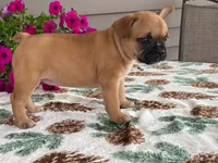 Bubbles, a female French Bulldog for sale in Fennimore, WI – 9 of 10