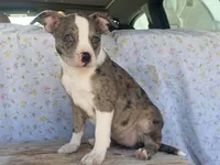 Sassy, a female Boston Terrier and Fox Terrier for sale in Fennimore, WI – 5 of 8