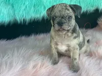 Charlie, a male French Bulldog and Pug for sale in Fennimore, WI – 7 of 10