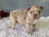 Franky, a male Frenchton for sale in Fennimore, WI – 10 of 10