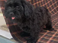 King, a male Cavalier King Charles Spaniel and Shih Tzu for sale in Fennimore, WI – 3 of 7