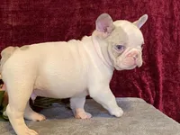 Panda, a male French Bulldog for sale in Fennimore, WI – 4 of 10