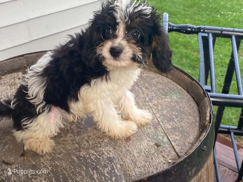 Ricky – Cavapoo puppy for sale in Fennimore, WI