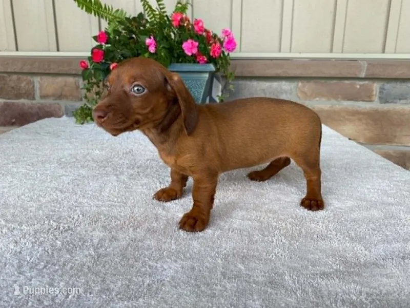Starburst – Dachshund puppy for sale in Fennimore, WI