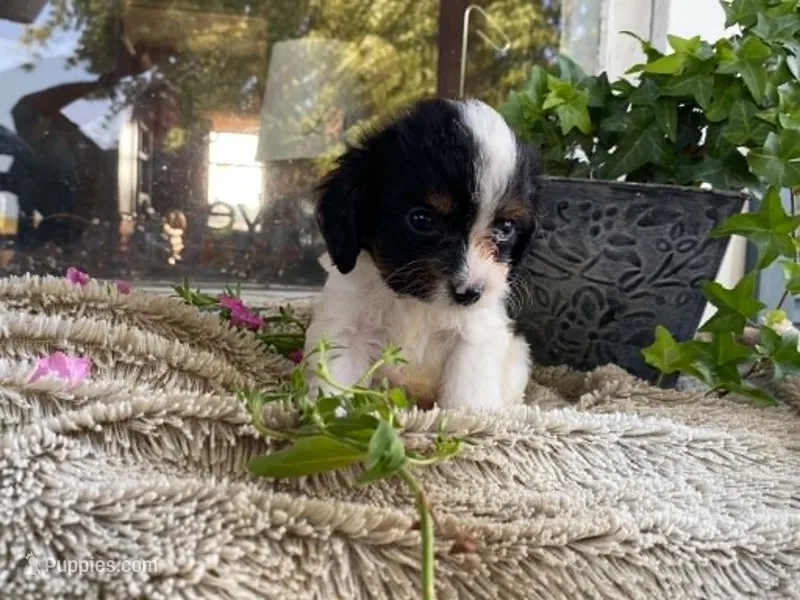 petunia – Cavapoo puppy for sale in Fennimore, WI