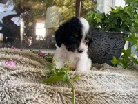 petunia, a female Cavapoo for sale in Fennimore, WI – 1 of 10