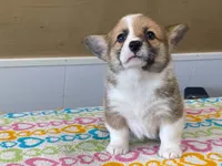 Bubbly, a female Pembroke Welsh Corgi for sale in Fennimore, WI – 7 of 8