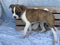 Stripes, a female Boston Terrier and Fox Terrier for sale in Fennimore, WI – 5 of 9