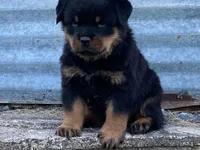 Groucho, a male Rottweiler for sale in Fennimore, WI – 8 of 10