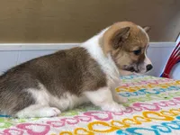 Trixie, a female Pembroke Welsh Corgi for sale in Fennimore, WI – 3 of 10