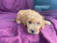 Goldy, a female Goldendoodle for sale in Fennimore, WI – 3 of 10