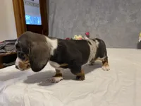 Trixster, a male Dachshund for sale in Fennimore, WI – Photo 5 of 10