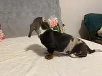 Trixster, a male Dachshund for sale in Fennimore, WI – Photo 9 of 10