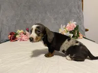 Trixster, a male Dachshund for sale in Fennimore, WI – Photo 4 of 10