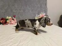 Trixster, a male Dachshund for sale in Fennimore, WI – Photo 10 of 10