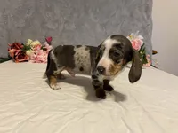 Trixster, a male Dachshund for sale in Fennimore, WI – Photo 6 of 10