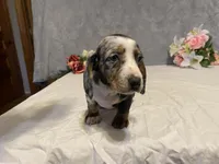 Trixster, a male Dachshund for sale in Fennimore, WI – Photo 7 of 10