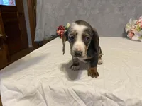 Trixster, a male Dachshund for sale in Fennimore, WI – Photo 2 of 10