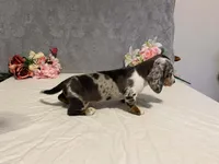 Trixster, a male Dachshund for sale in Fennimore, WI – Photo 3 of 10