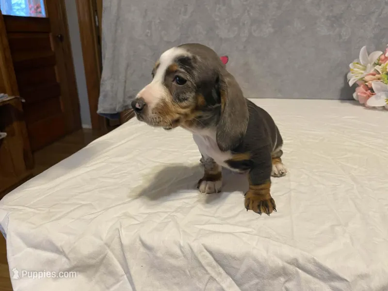 Trixster – Dachshund puppy for sale in Fennimore, WI