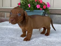 Tootsie Roll, a male Dachshund for sale in Fennimore, WI – 4 of 10