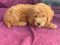 Classy, a female Goldendoodle for sale in Fennimore, WI – 8 of 10