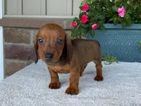Hershey, a male Dachshund for sale in Fennimore, WI – 2 of 10