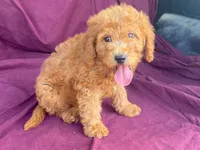 Classy, a female Goldendoodle for sale in Fennimore, WI – 2 of 10