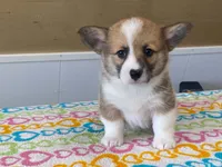 Bubbly, a female Pembroke Welsh Corgi for sale in Fennimore, WI – 4 of 8