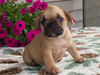 Puffer, a male French Bulldog for sale in Fennimore, WI – 4 of 10