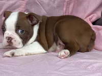 Big Red, a male Boston Terrier for sale in Fennimore, WI – 4 of 10