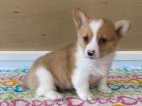 Roxie, a female Pembroke Welsh Corgi for sale in Fennimore, WI – 2 of 10