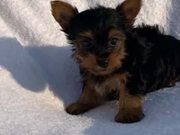 Chad, a male Yorkshire Terrier for sale in Fennimore, WI – 4 of 10