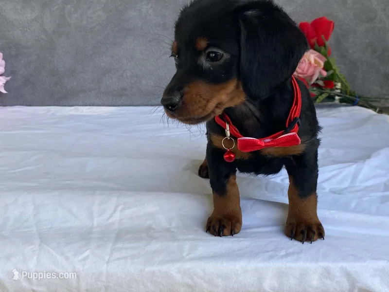 June – Dachshund puppy for sale in Fennimore, WI