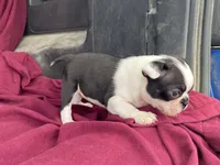 Lucy, a female Boston Terrier for sale in Fennimore, WI – 6 of 8