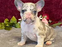 Bossy, a female French Bulldog for sale in Fennimore, WI – 6 of 10