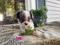 Pepsi, a male Cavapoo for sale in Fennimore, WI – 9 of 10