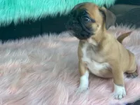 Tess, a female French Bulldog and Pug for sale in Fennimore, WI – 3 of 8