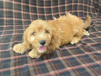 Mindy, a female Cavachon for sale in Fennimore, WI – 9 of 9