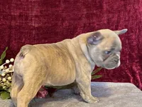 Winnie, a female French Bulldog for sale in Fennimore, WI – 10 of 10