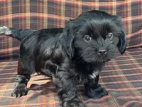 Katie, a female Cavalier King Charles Spaniel and Shih Tzu for sale in Fennimore, WI – 5 of 10
