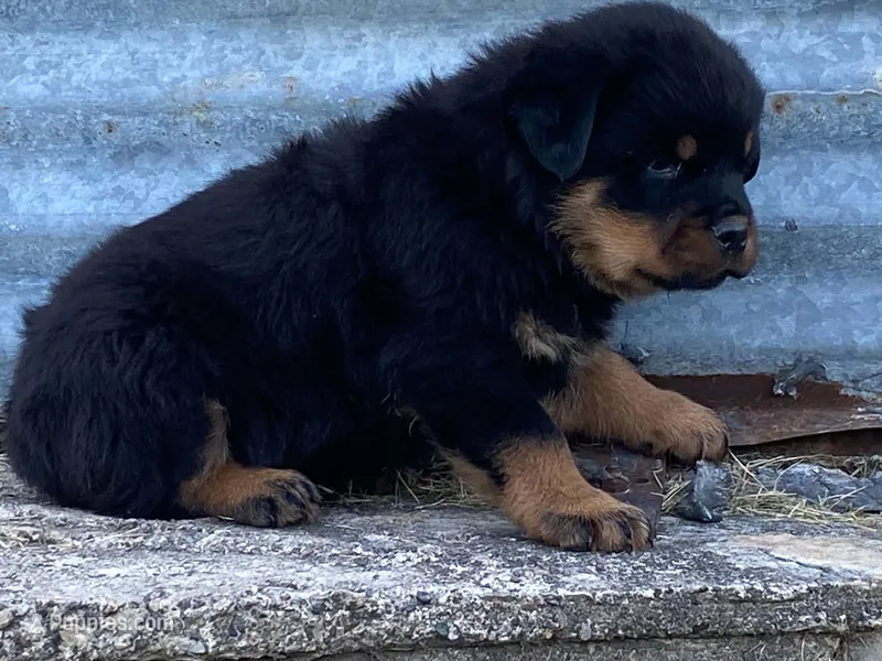 Groucho – Rottweiler puppy for sale in Fennimore, WI